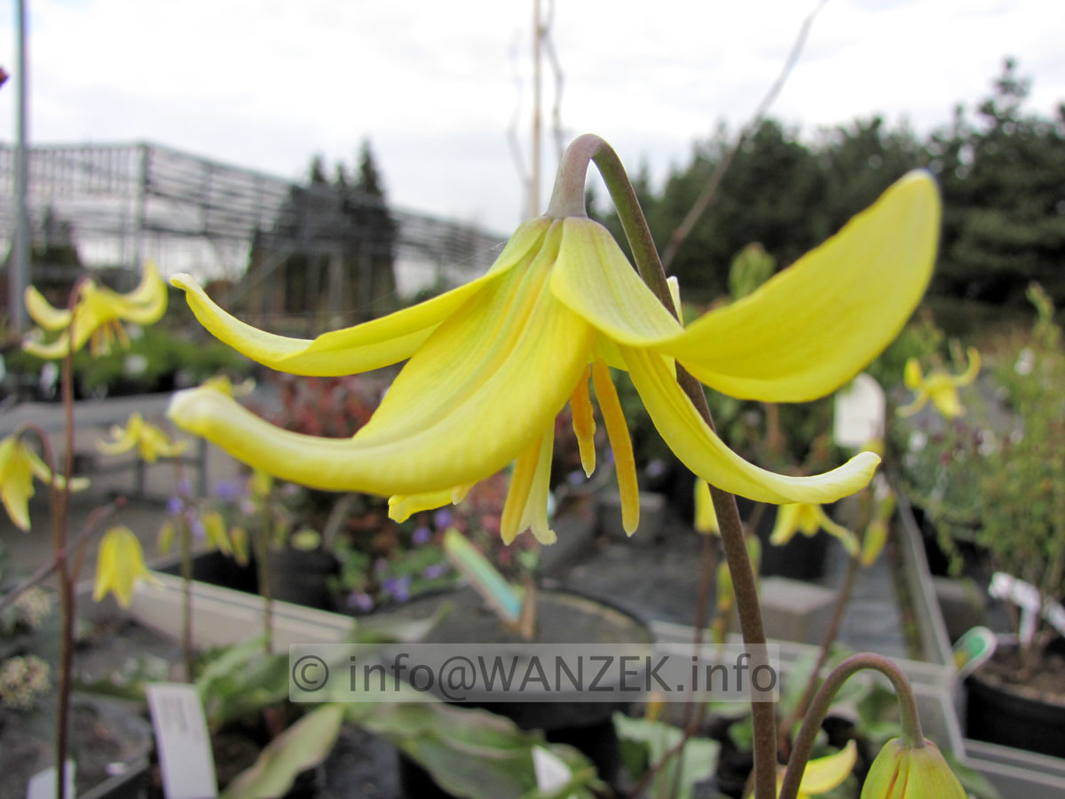 Erythronium tuolumnense Pagode - Bluetenmacro offen.JPG